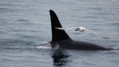 Orca whale and gull. Photo by Alex Shapiro.